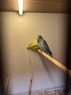 Koppel forpussen, Dieren en Toebehoren, Geringd