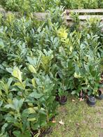 Groenblijvende haagplant, Jardin & Terrasse, Plantes | Arbres, Enlèvement ou Envoi