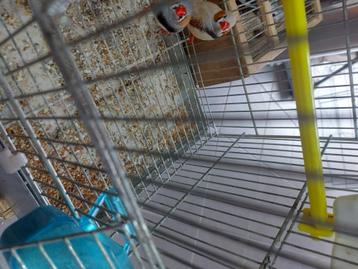 10 mannelijke zebravinken  beschikbaar voor biedingen