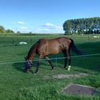 Fok- draagmerrie Elvis Ter Putte, Dieren en Toebehoren, Merrie, Z, Gechipt, 7 tot 10 jaar