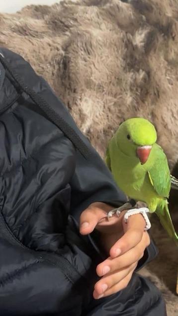 Halsbandparkiet tam beschikbaar voor biedingen