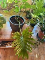 philodendron, Ophalen