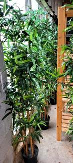 Plante Bambou artificielle ikea, Jardin & Terrasse, Plantes | Arbustes & Haies, Enlèvement, Bambou