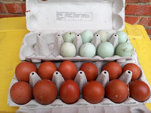 Broedeieren marans kippen, Dieren en Toebehoren, Pluimvee