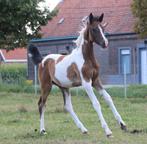Prachtig AES merrieveulen BWP x Arabier, Dieren en Toebehoren, Paarden, Hengst