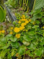 Penningkruid groene kruipende bodembedekker met gele bloemen, Ophalen