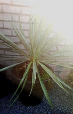 Plant yucca, Tuin en Terras, Planten | Tuinplanten, Ophalen, Zomer