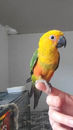 Conure jandaya  Apprivoisé
