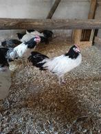 lakevelder, Dieren en Toebehoren, Pluimvee