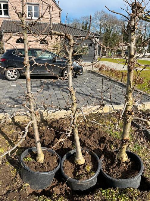 Appelbomen (Zari; 12 jr oud; uit boomgaard), Tuin en Terras, Planten | Bomen, Overige soorten, 100 tot 250 cm, Volle zon, Lente