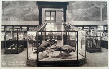 TERVUREN - LOT van 2  - Museum van Belgisch Congo beschikbaar voor biedingen