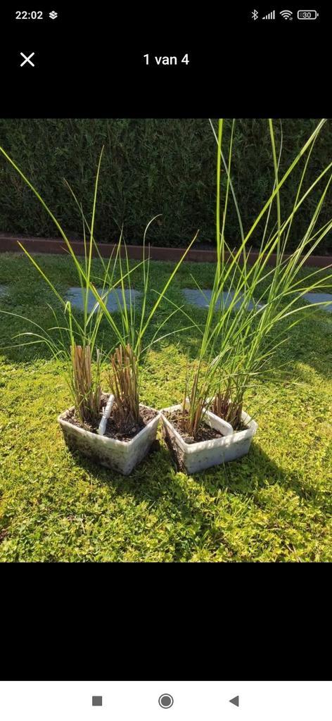 Gracillimus Sinensis Miscanthus - Prachtriet te koop, Tuin en Terras, Planten | Tuinplanten, Vaste plant, Siergrassen, Volle zon