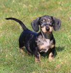 Teckel pup Merle korthaar, Dieren en Toebehoren, België, Reu, CDV (hondenziekte), 8 tot 15 weken