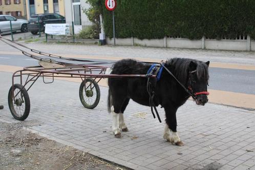 Shetlander, Dieren en Toebehoren, Paarden en Pony's | Overige Paardenspullen, Ophalen