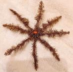 Grote antieke tinsel ster kerst,, Diversen, Ophalen of Verzenden