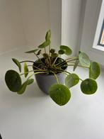 Pannenkoekenplant pilea mojito, Huis en Inrichting, Kamerplanten, Ophalen