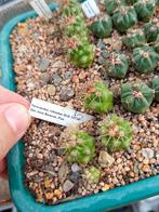 cactus Ferocactus robustus, Tuin en Terras, Ophalen of Verzenden
