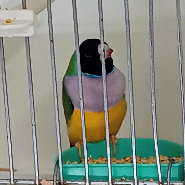 2 gouldamadines geringd 2025 en natuurbroed, Dieren en Toebehoren, Vogels | Overige Vogels, Tropenvogel, Meerdere dieren, Geringd