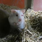 Hamster (Dwerg en Goudhamster) - te koop, Dieren en Toebehoren, Meerdere dieren, Hamster