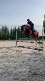 Super brave 3 jarige merrie zadelmak, Dieren en Toebehoren, Paarden, Merrie, Springpaard, Zadelmak, 3 tot 6 jaar