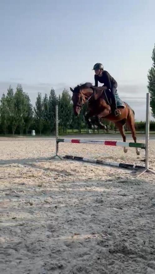 Super brave 3 jarige merrie zadelmak, Dieren en Toebehoren, Paarden, Merrie, Zadelmak, 160 tot 165 cm, 3 tot 6 jaar, Springpaard