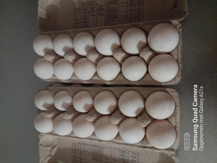 BROEDEIEREN PEKING EENDEN, Dieren en Toebehoren, Pluimvee | Toebehoren, Ophalen of Verzenden