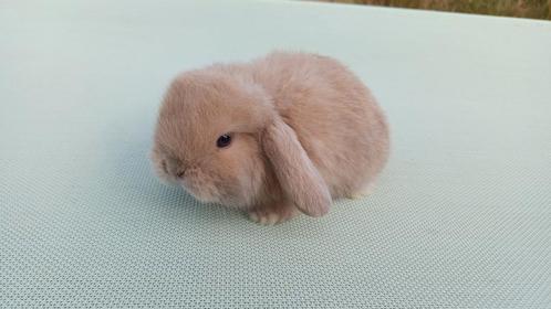 Handtamme raszuivere mannelijke minilop konijnen jong, Dieren en Toebehoren, Konijnen, Dwerg, Mannelijk, 0 tot 2 jaar, Hangoor