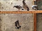 Postduiven met eigendomsbewijs, Dieren en Toebehoren, Vogels | Duiven