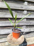 Palmboom Washingtonia (4 st), Tuin en Terras, Planten | Tuinplanten, Ophalen