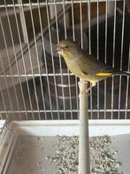 Vogels die mogen vertrekken, Dieren en Toebehoren, Vogels | Kanaries