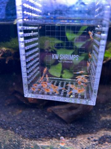 Orange Rili Neocaridina Siergarnaal beschikbaar voor biedingen