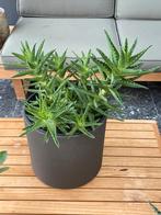 planten, Maison & Meubles, Plantes d'intérieur, Enlèvement, Plante succulente, En pot