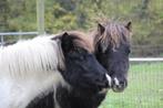 Super lieve bonte jaarling, Dieren en Toebehoren, Niet van toepassing, 0 tot 2 jaar, Hengst, A pony (tot 1.17m)