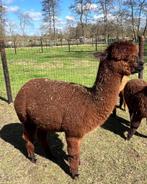 Mooie gedekte alpaca merrie 2022, Dieren en Toebehoren, Overige Dieren, Vrouwelijk
