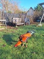 Hint x shamo, Animaux & Accessoires