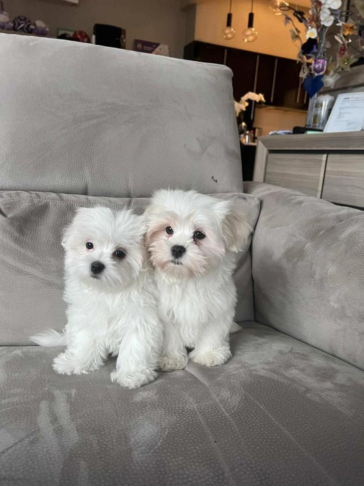 Maltezer pups bij Elitefokker 1Reu (links) en 1 Teef rechts, Dieren en Toebehoren, Honden | Chihuahua's en Gezelschapshonden, Meerdere dieren