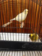 Fife fancy, Dieren en Toebehoren