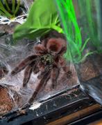 Vogelspin Caribena versicolor  met ingerichte terrarium, Dieren en Toebehoren, Overige Dieren, Januari, Vrouwelijk