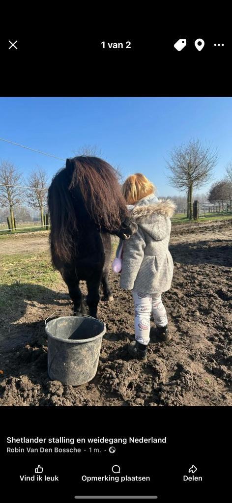Shetland zwart met stamboek, Dieren en Toebehoren, Pony's