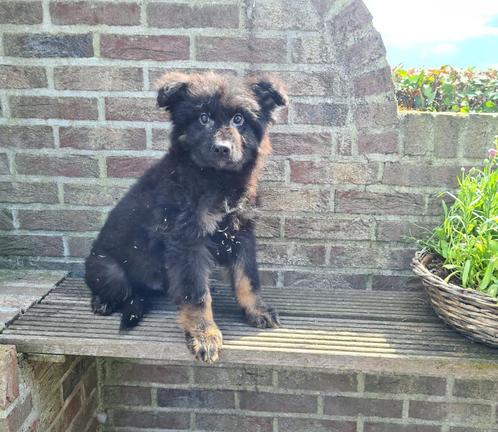 duitse herder pups lang harig, Dieren en Toebehoren, Honden | Herdershonden en Veedrijvers, Reu, Herder, Fokker | Professioneel