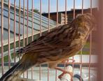 Dernier jeune canari, Sexe inconnu, Canari de couleur