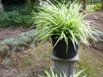 Spinnenplant. graslelie, kamerplant., Ophalen, Overige soorten, Halfschaduw, Minder dan 100 cm