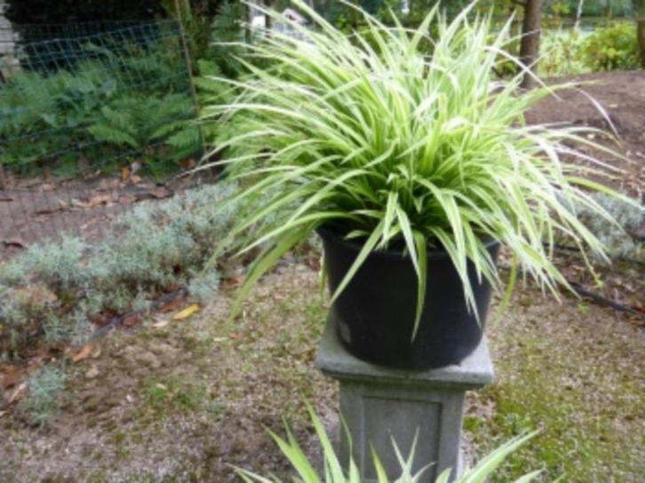 Spinnenplant. graslelie, kamerplant., Huis en Inrichting, Kamerplanten, Overige soorten, Minder dan 100 cm, Halfschaduw, Ophalen
