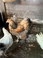 Brahma, Dieren en Toebehoren, Meerdere dieren, Kip