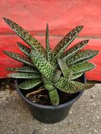Gasteria, Ophalen, Vetplant