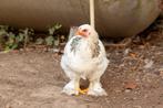 Meerdere haantjes te koop, Dieren en Toebehoren, Pluimvee, Mannelijk, Kip