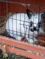 2 dwerg konijnen te koop, Dieren en Toebehoren, Meerdere dieren, Dwerg, 0 tot 2 jaar