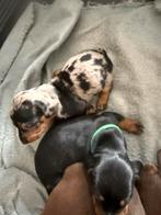 Dapple dwergteckel pup, Dieren en Toebehoren, Honden | Teckels en Dashonden, België, CDV (hondenziekte), 8 tot 15 weken, Korthaar