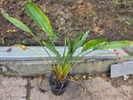 Strelitzia reginae (paradijsvogelbloem), Ophalen