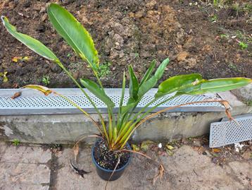 Strelitzia reginae (paradijsvogelbloem) beschikbaar voor biedingen